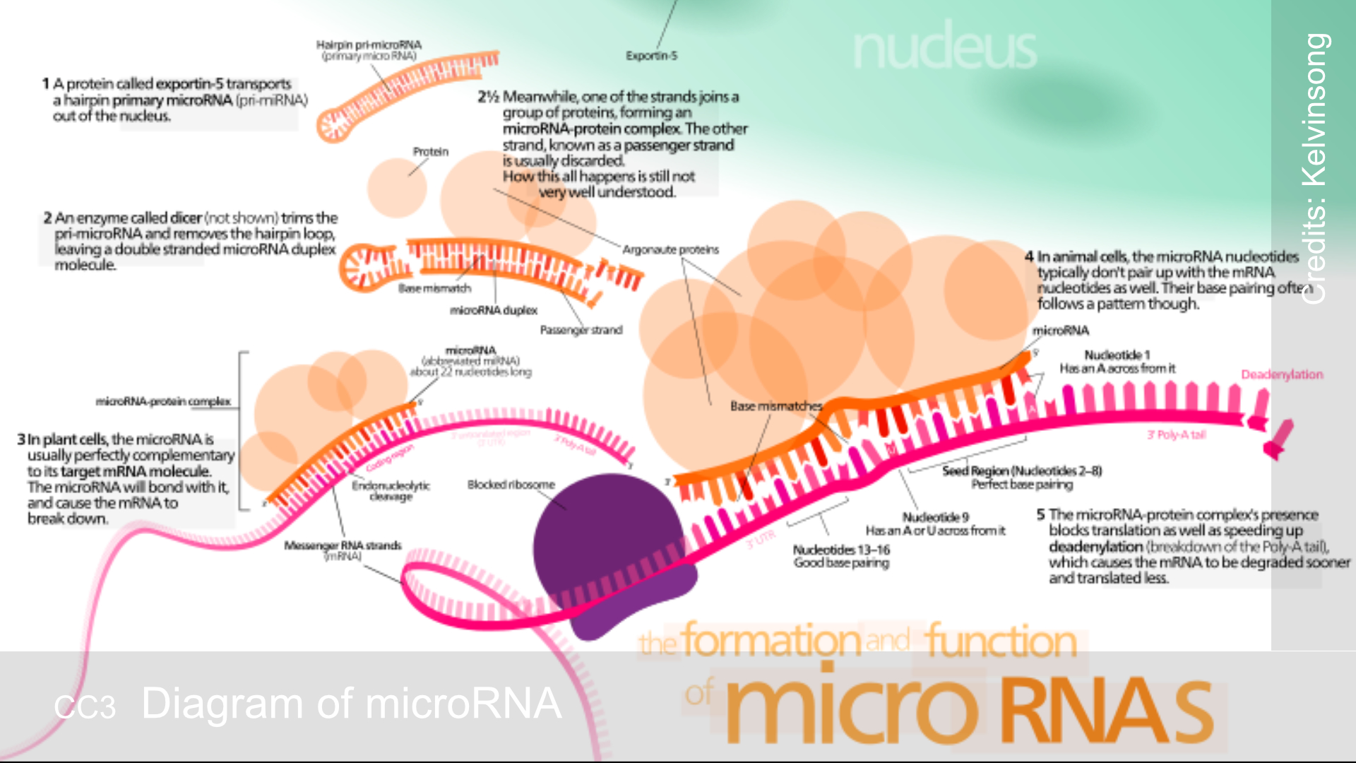 A schematic showing the formation and function of micro RNA.