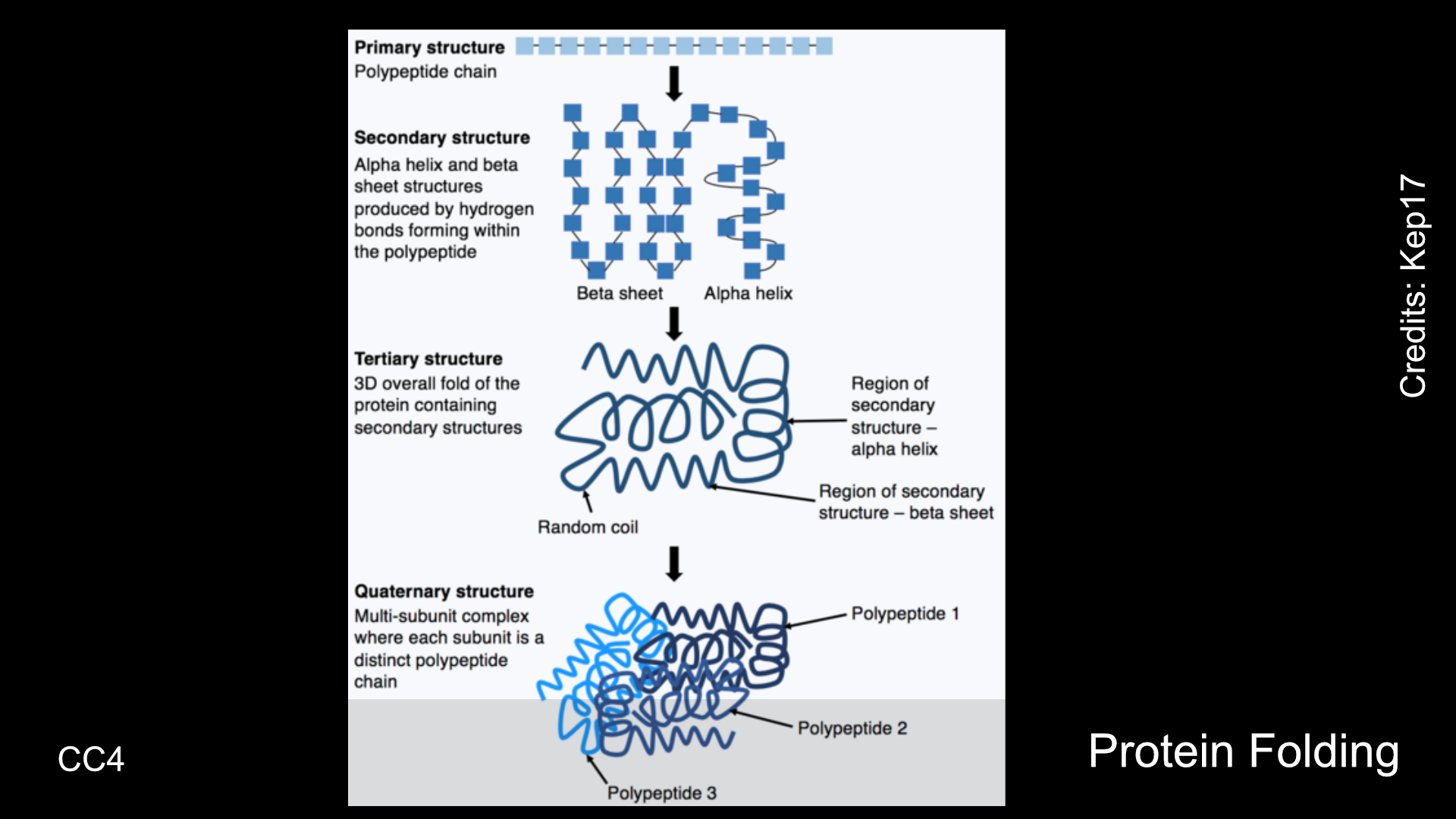 Shows the process of a polypeptide chain folding from its original primary structure through to a complex quaternary structure