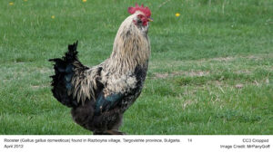 Rooster (Gallus gallus domesticus) found in Razboyna village, Targovishte province, Bulgaria. 14